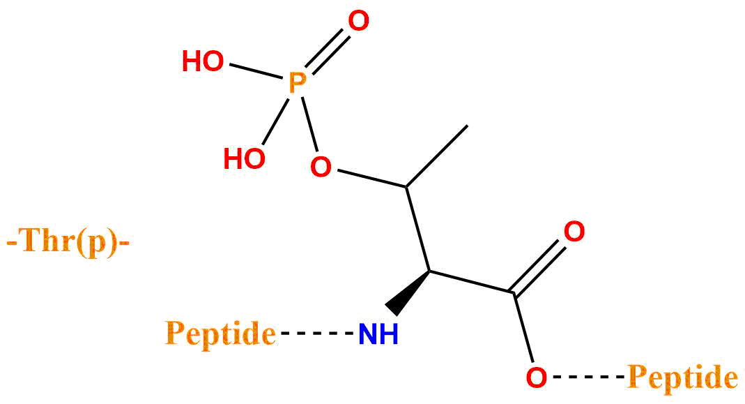 磷酸化苏氨酸(专肽生物www.allpeptide.com)