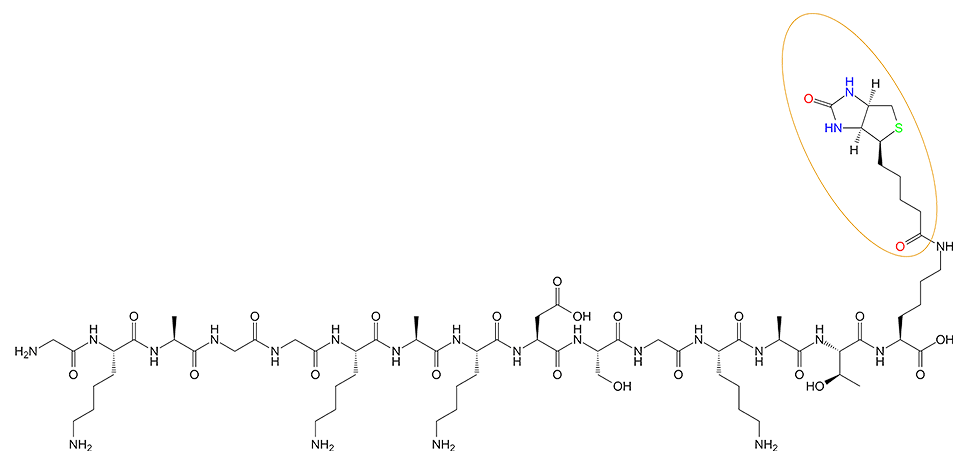 多肽生物素标记的结构(专肽生物www.allpeptide.com)
