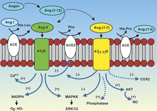 Cascade of the processing of angiotensin peptides and their interaction with AT1 and AT1-7 receptor systems.