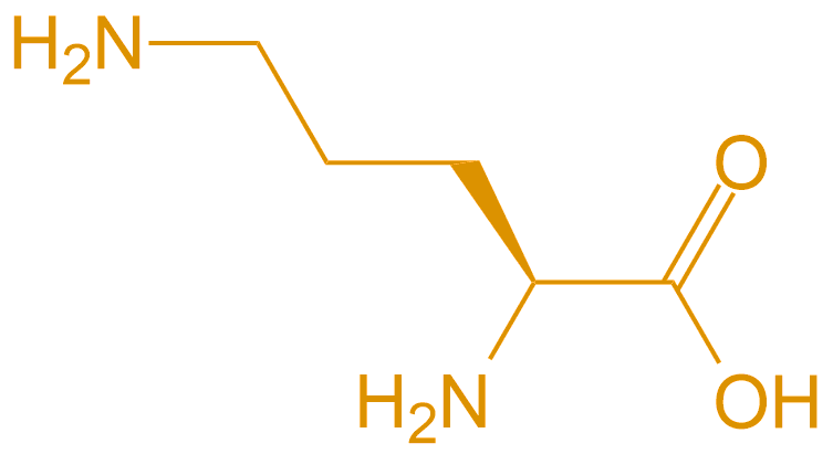 鸟氨酸Orn(专肽生物www.allpeptide.com)