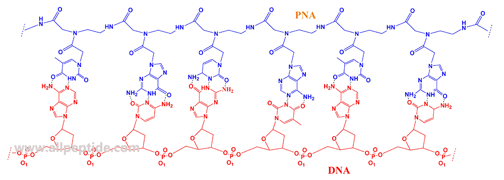 肽核酸PNA的结构(专肽生物www.allpeptide.com)