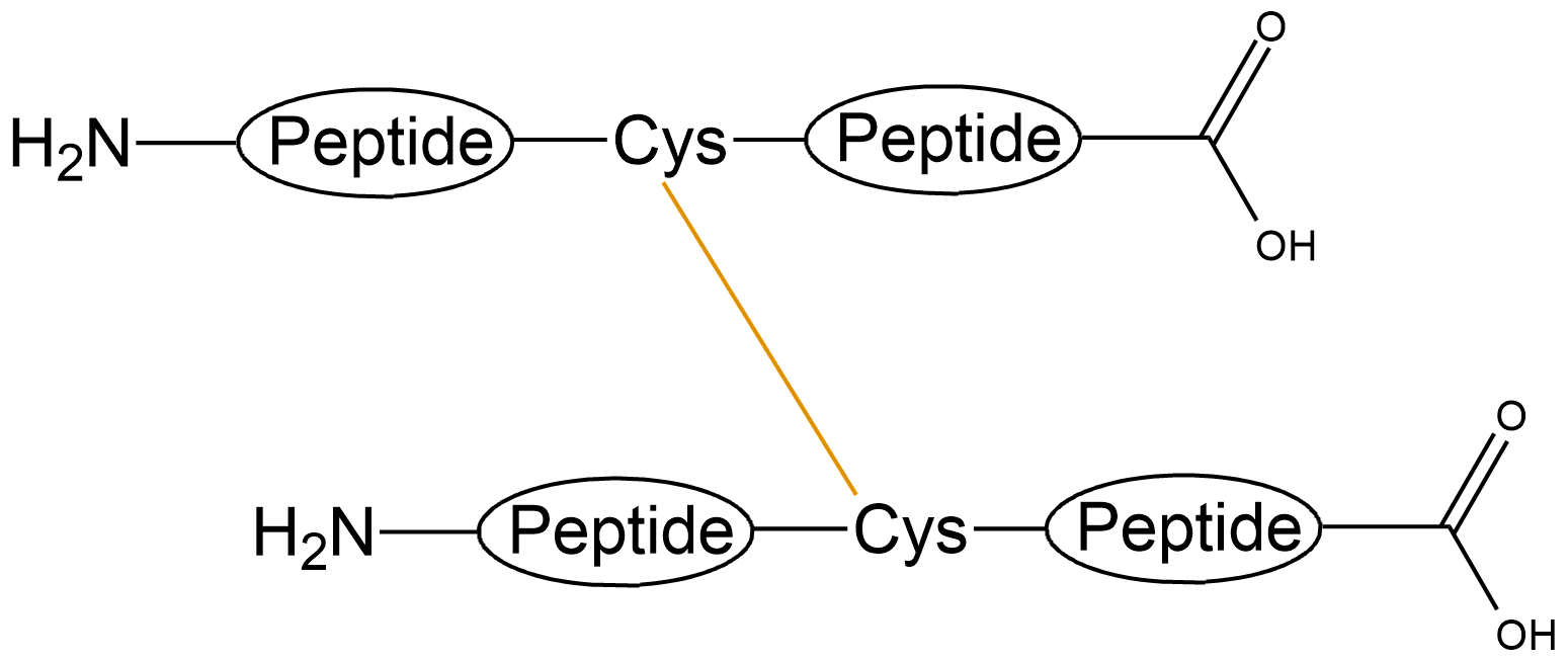 酰胺键环状多肽(专肽生物www.allpeptide.com)