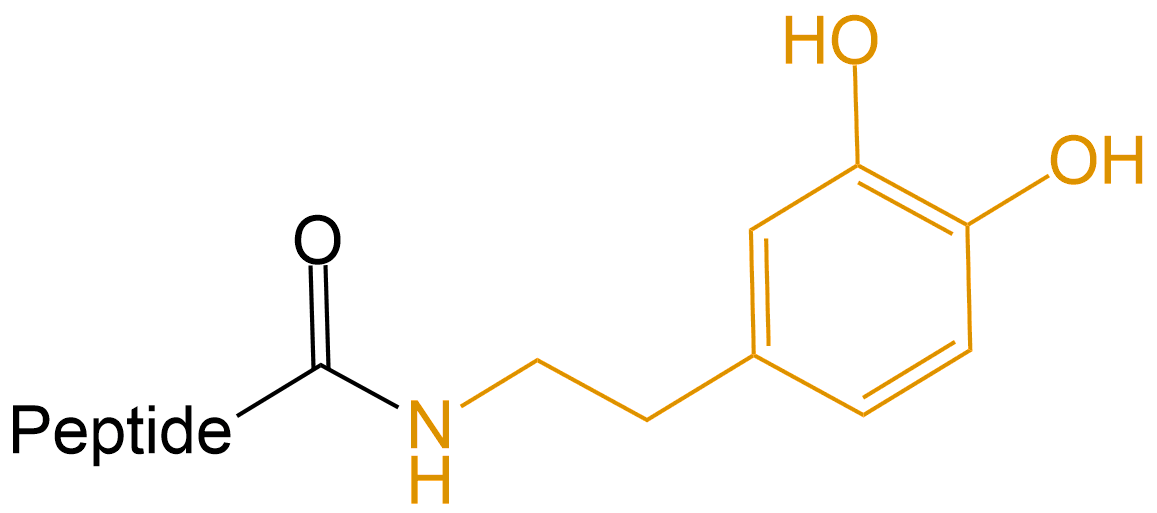 多巴胺修饰(专肽生物www.allpeptide.com)