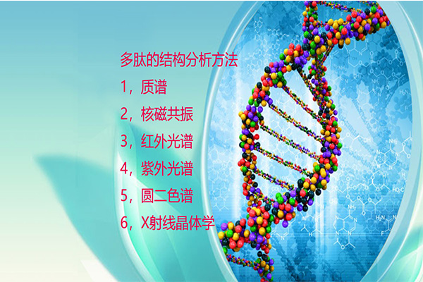 多肽的结构分析方法