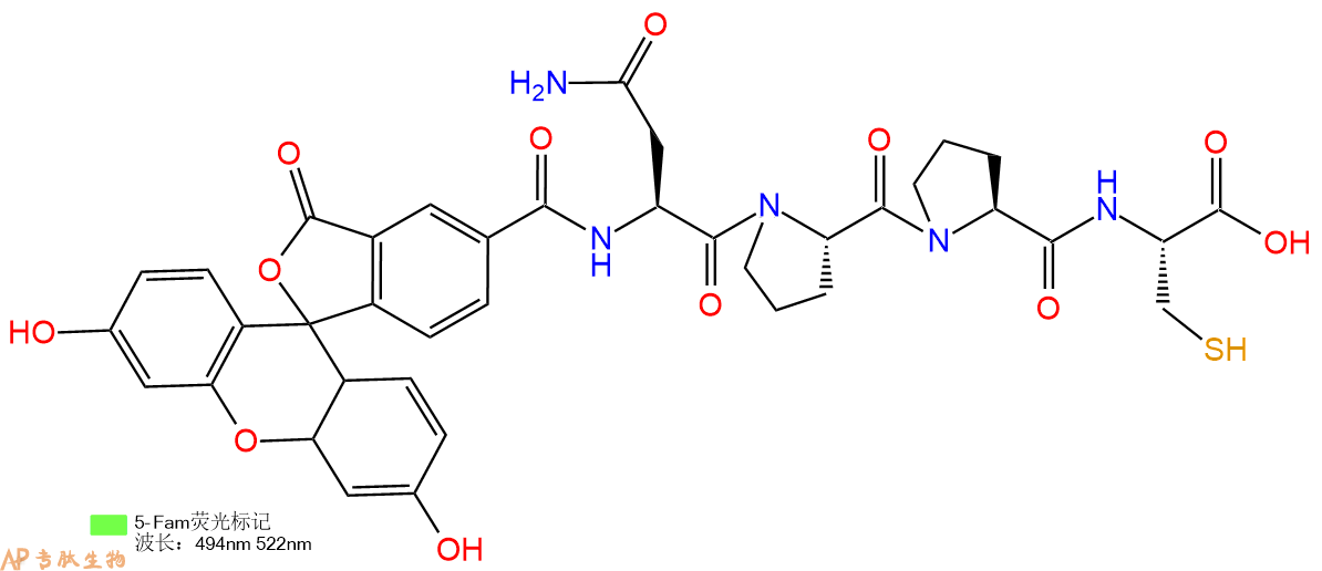 专肽生物产品荧光标记肽Fam-Asn-Pro-Pro-Cys