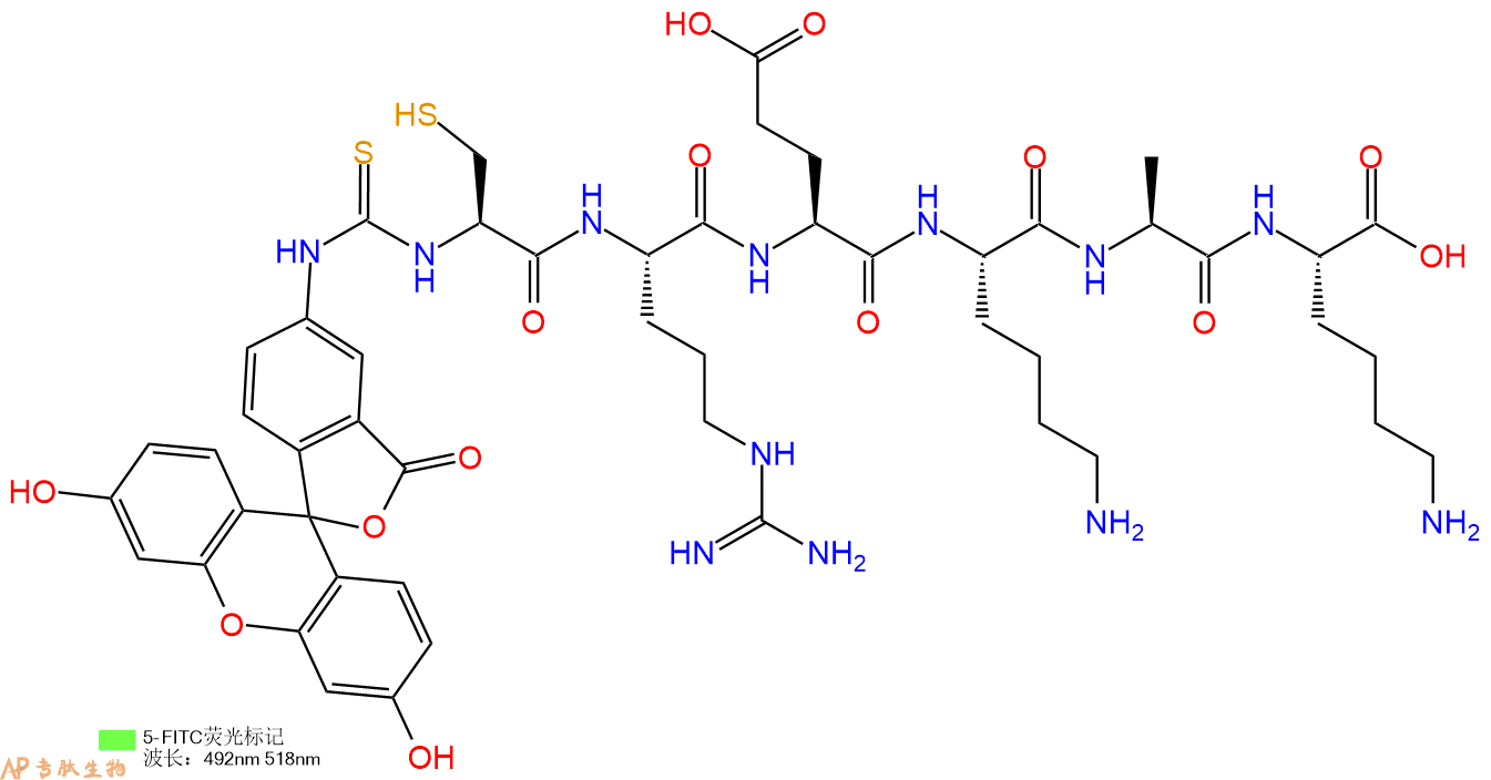 专肽生物产品六肽FITC-Cys-Arg-Glu-Lys-Ala-Lys