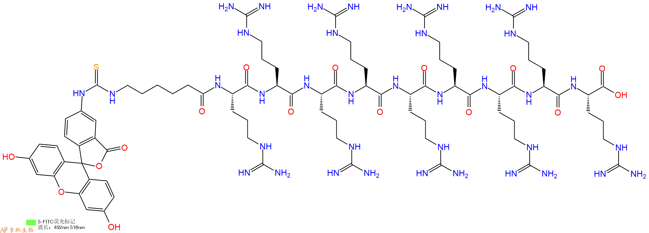 专肽生物产品十肽Fitc-Acp-RRRRRRRRR