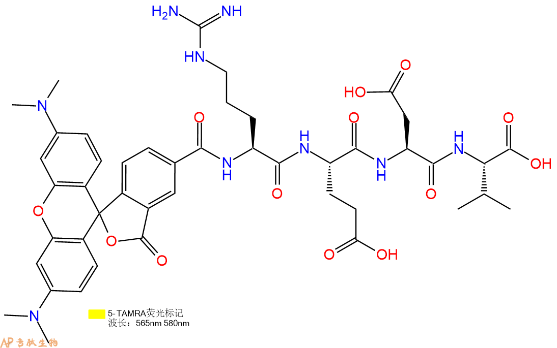 专肽生物产品5TAMRA-Arg-Glu-Asp-Val-COOH