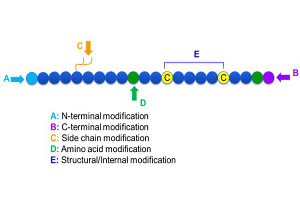 多肽化学修饰概述