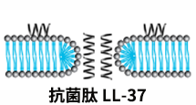 抗菌肽 LL-37