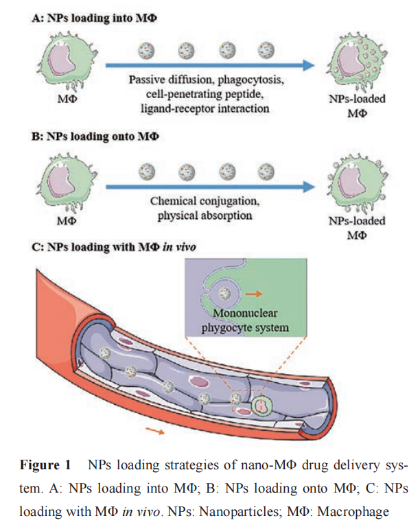 基于巨噬细胞的纳米仿生递药系统在肿瘤治疗中的应用