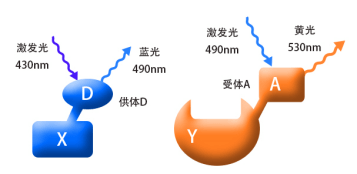 FRET技术的应用