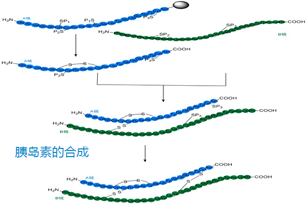 胰岛素的合成