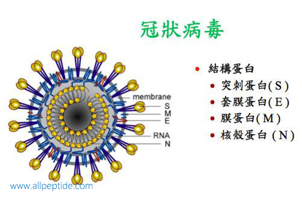 新型冠状病毒与抗冠状病毒多肽研究