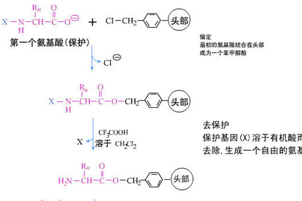 多肽固相合成技术