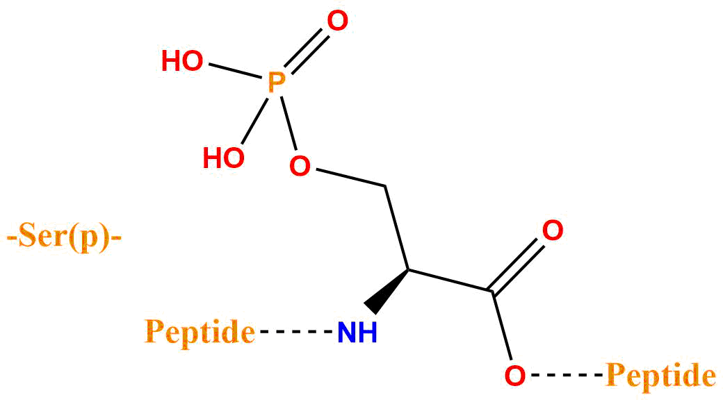 磷酸化丝氨酸(专肽生物www.allpeptide.com)