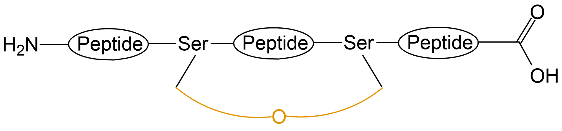 酰胺键环状多肽(专肽生物www.allpeptide.com)