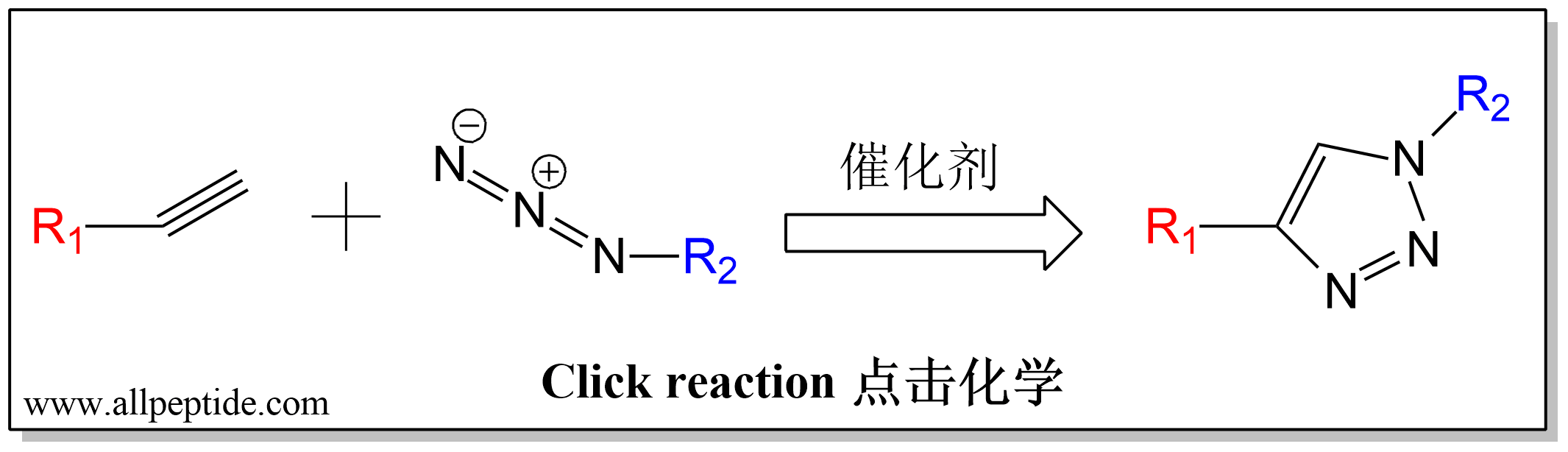 点击化学如何在多肽结构中运用？