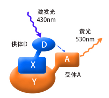 FRET图2