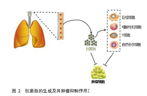 抗菌肽对抗肿瘤细胞的机制：选择性膜破坏和非膜溶解