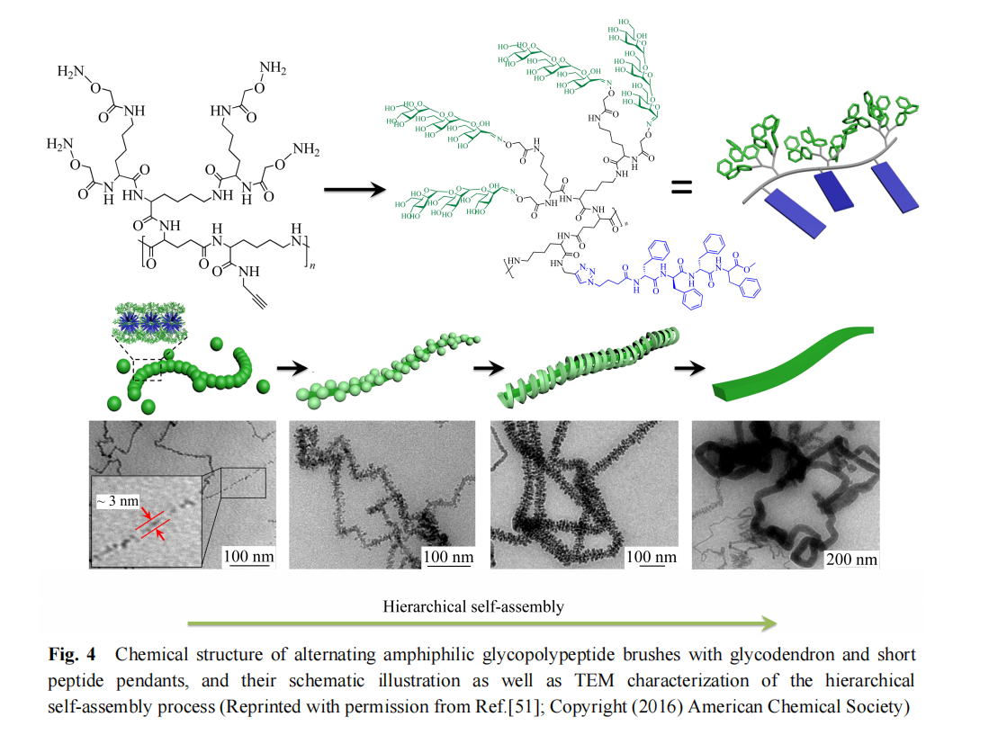 糖聚肽高分子的合成、自组装及生物医学应用