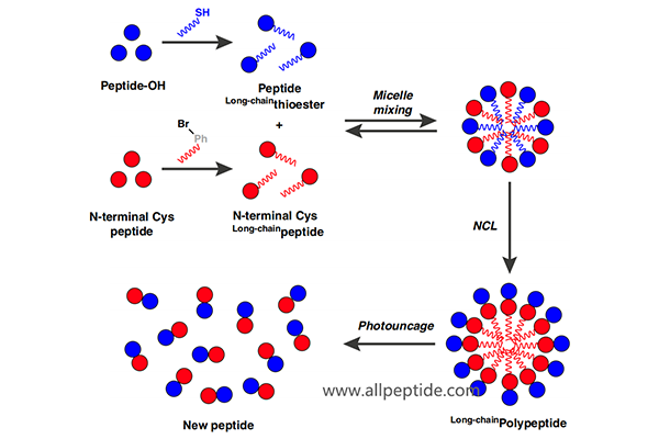混合形成胶束的两条烷基化肽，合并形成新肽链