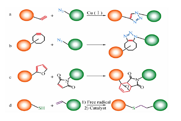 点击化学（Click Chemistry ）