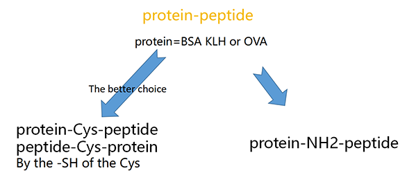 多肽蛋白偶联服务(专肽生物www.allpeptide.com)