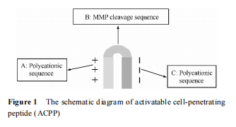 可活化细胞穿膜肽的设计与酶解研究