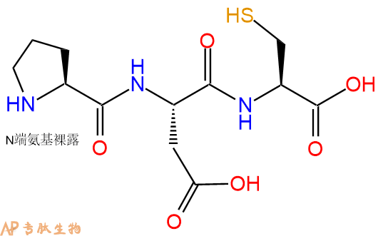专肽生物产品三肽Pro-Asp-Cys