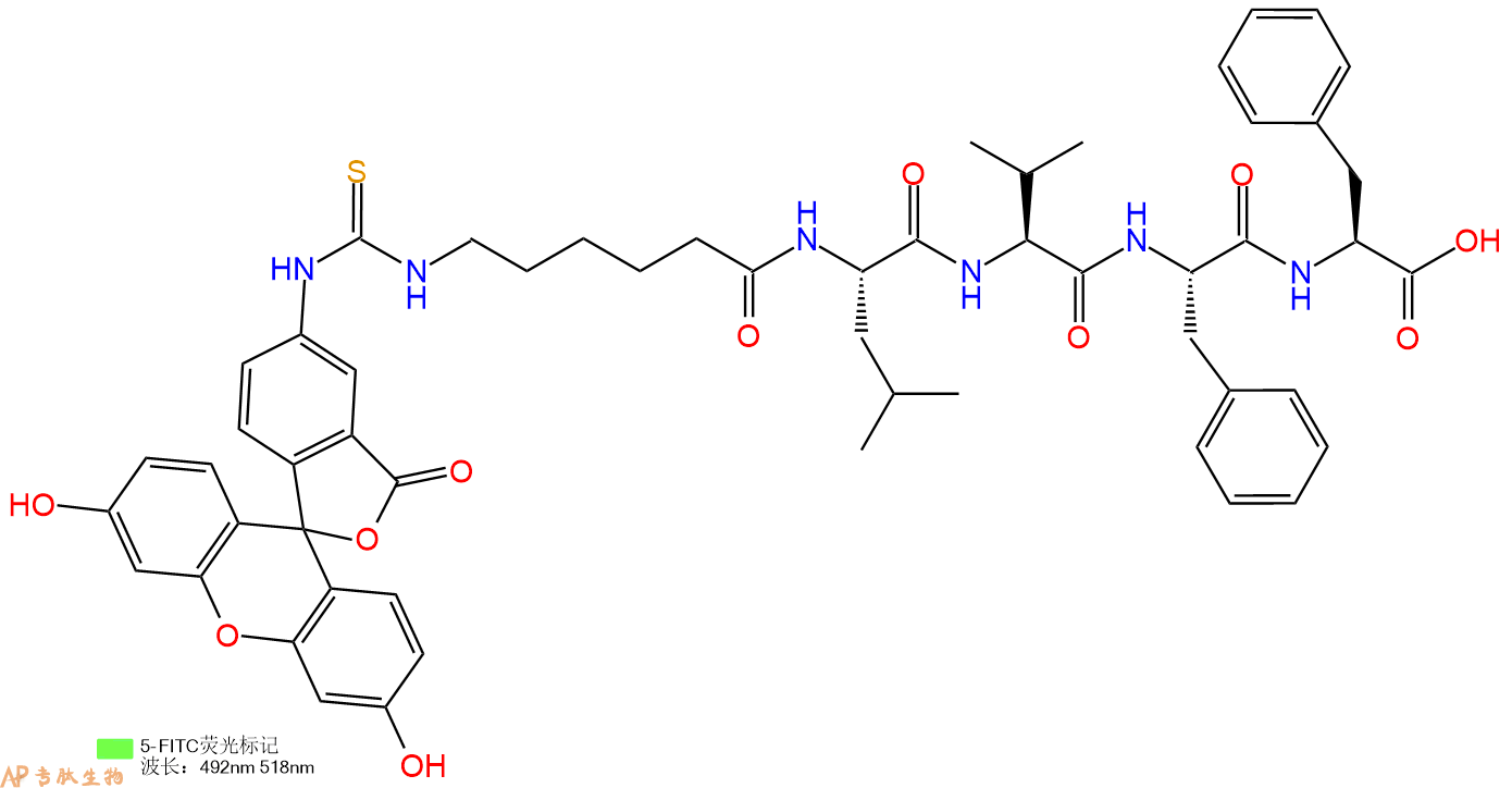 专肽生物产品五肽FITC-Acp-Leu-Val-Phe-Phe