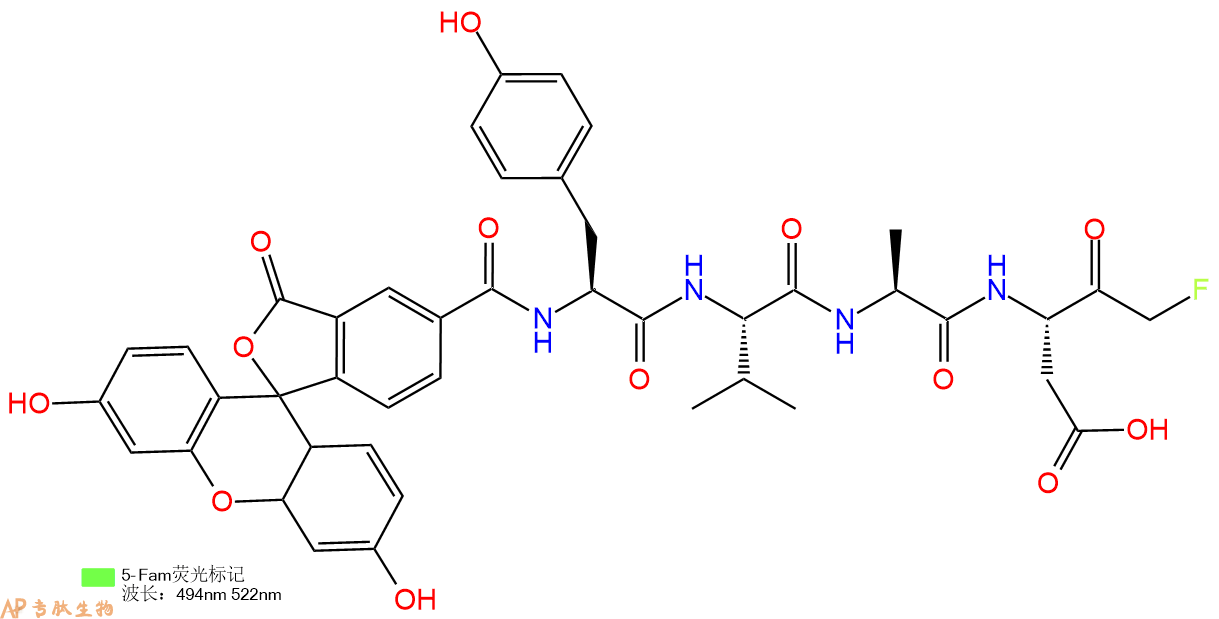 专肽生物产品荧光素标记的caspase-1 inhibitor