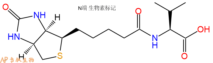 专肽生物产品Biotin-Val