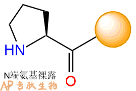 专肽生物产品H2N-Pro-Resin