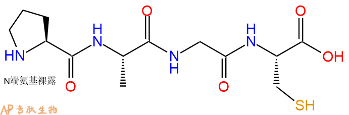专肽生物产品H2N-Pro-Ala-Gly-Cys-COOH
