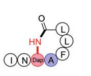 专肽生物产品AIP-III D4A Amide：Ile-Asn-cyclo(Dap-Ala-Phe-Leu-Leu)