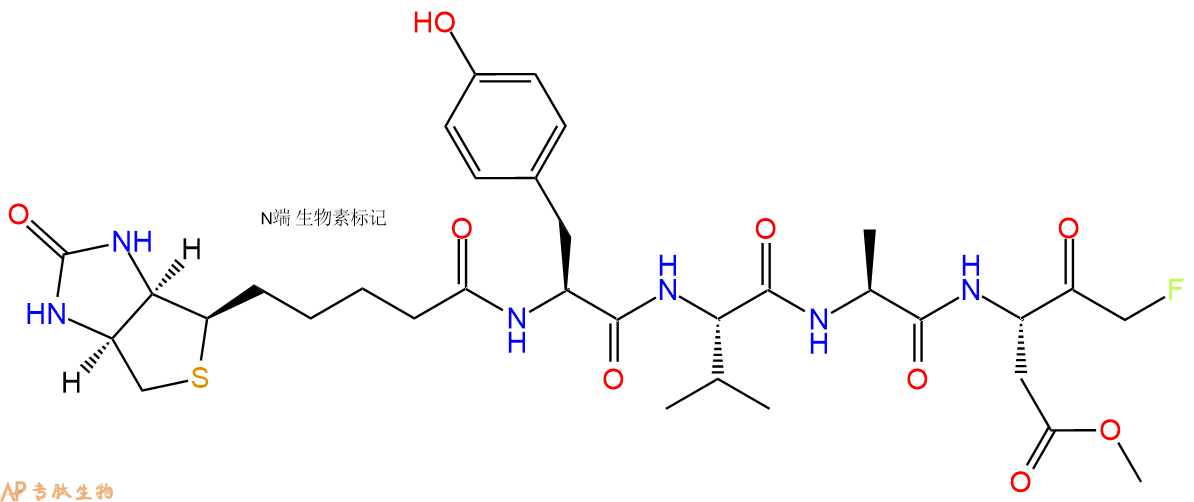 专肽生物产品Biotin-YVAD-FMK