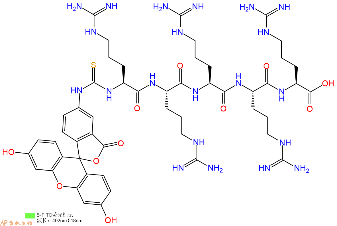 专肽生物产品5FITC-Arg-Arg-Arg-Arg-Arg-OH