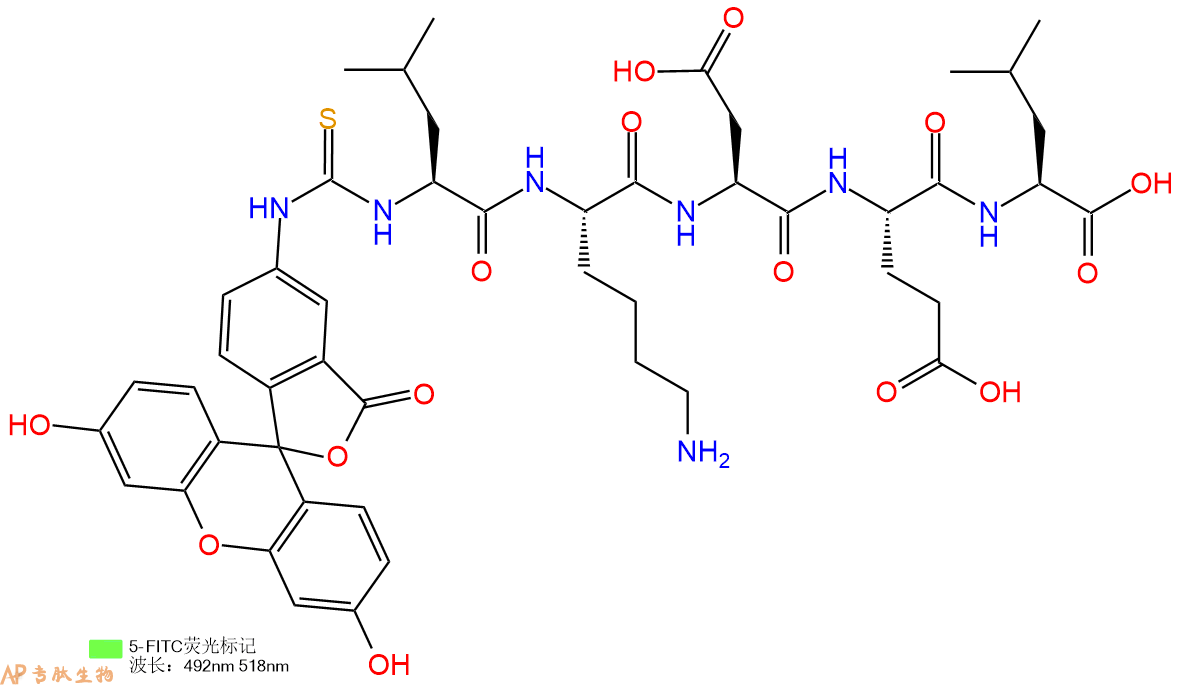 专肽生物产品5FITC-Leu-Lys-Asp-Glu-Leu-OH