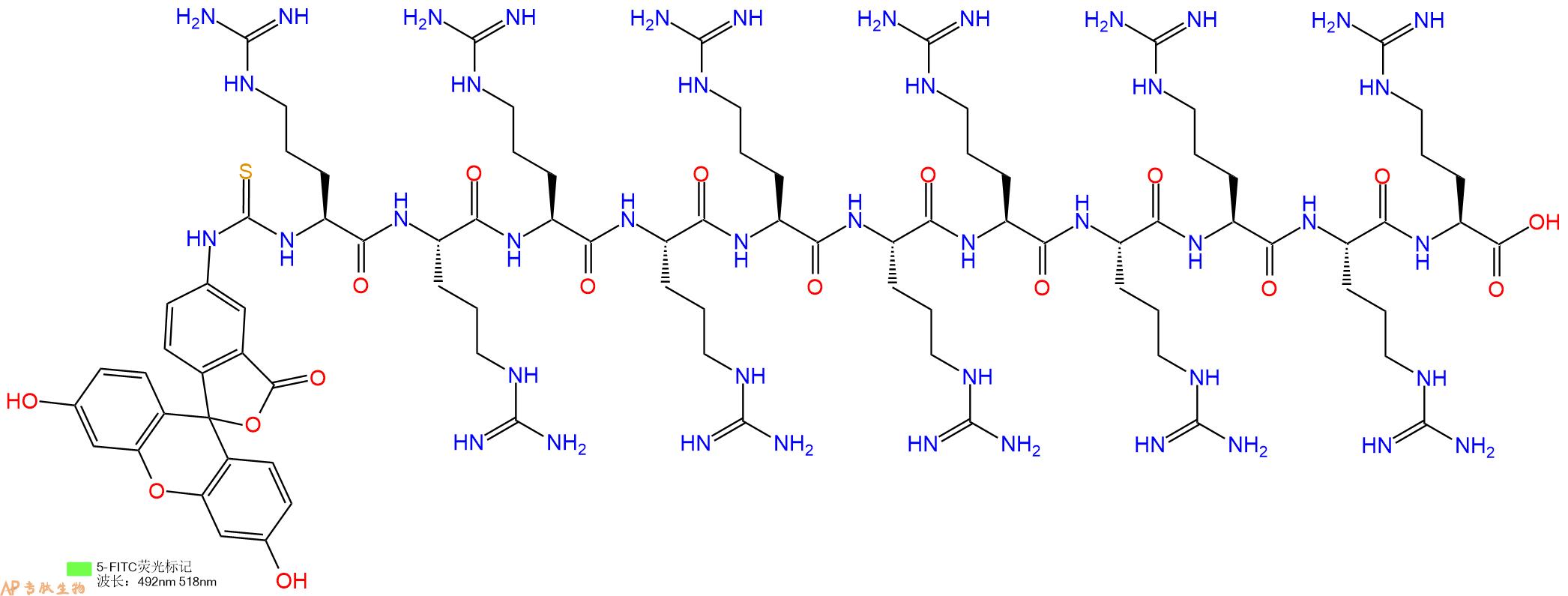 专肽生物产品5FITC-Arg-Arg-Arg-Arg-Arg-Arg-Arg-Arg-Arg-Arg-Arg-OH
