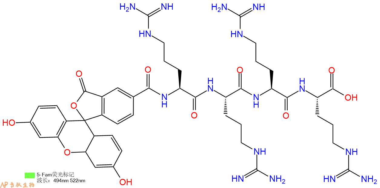专肽生物产品5FAM-Arg-Arg-Arg-Arg-OH